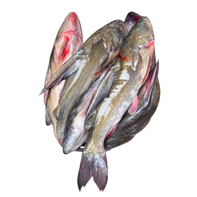 নদীর রিডা মাছ